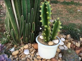 como fazer cactos com pet