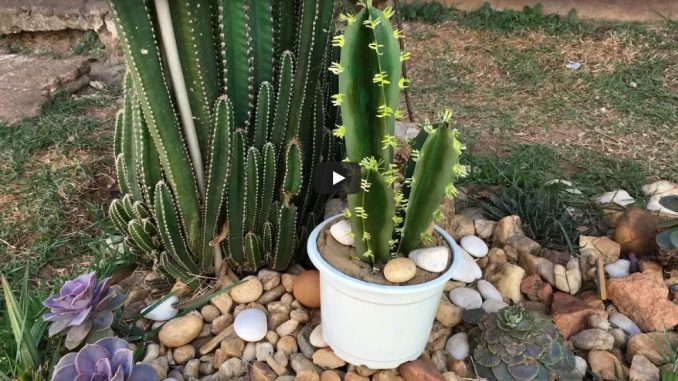 como fazer cactos com pet como fazer cactos com pet